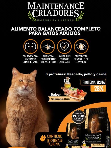 Maintenance Criadores Gato Adulto