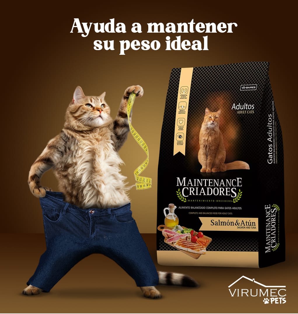 Maintenance Criadores Gato Adulto