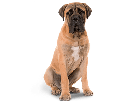 Therapy Mobility Aid Perro